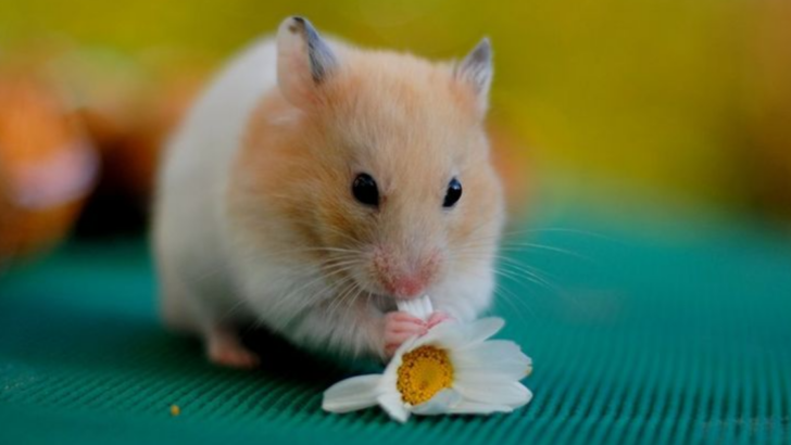 10 Ways Hamsters Prove They’re the Best Pets You Can Get