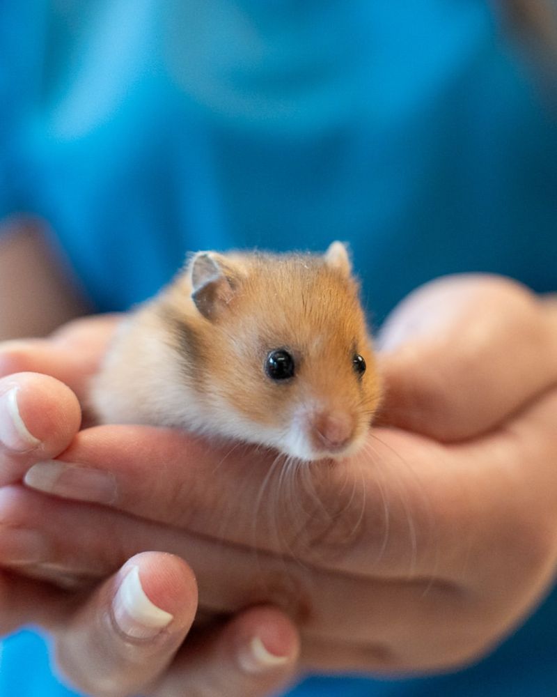 10 Ways Hamsters Prove They’re the Best Pets You Can Get