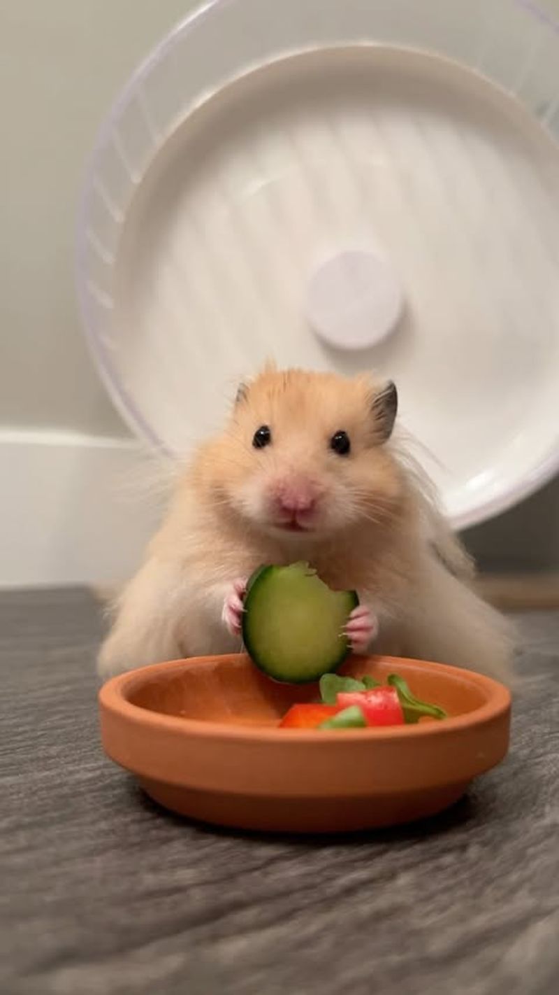 10 Ways Hamsters Prove They’re the Best Pets You Can Get