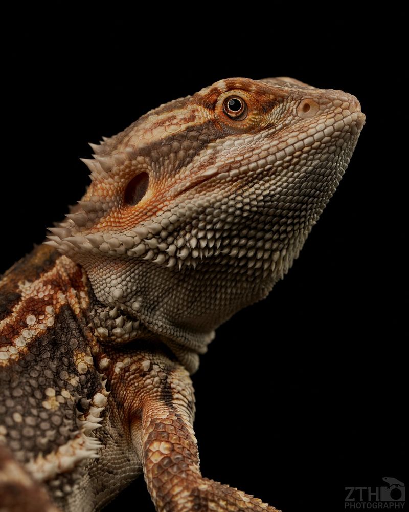 10. The Bearded Dragon's Beard