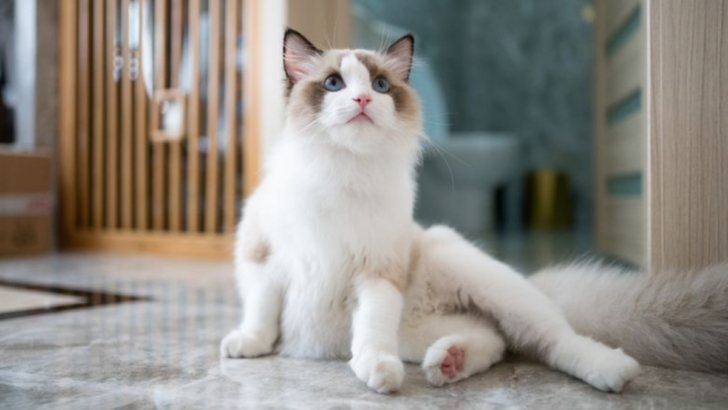 11 Affordable Cat Breeds That Are Less Expensive Than Your Monthly Netflix Fee