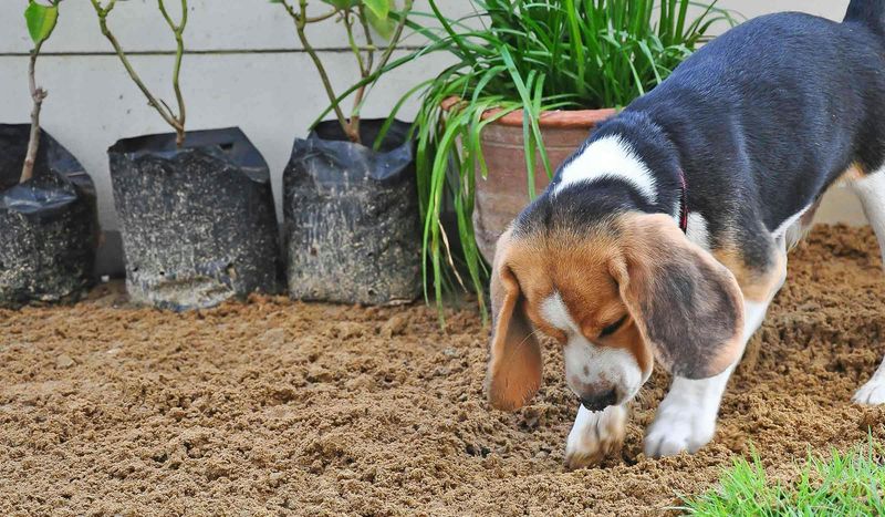 11 Dog Breeds That Love to Dig and Don't Mind Getting Their Paws Dirty