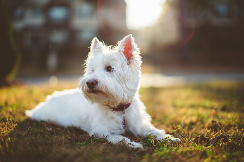 11 Dog Breeds That Love to Dig and Don't Mind Getting Their Paws Dirty