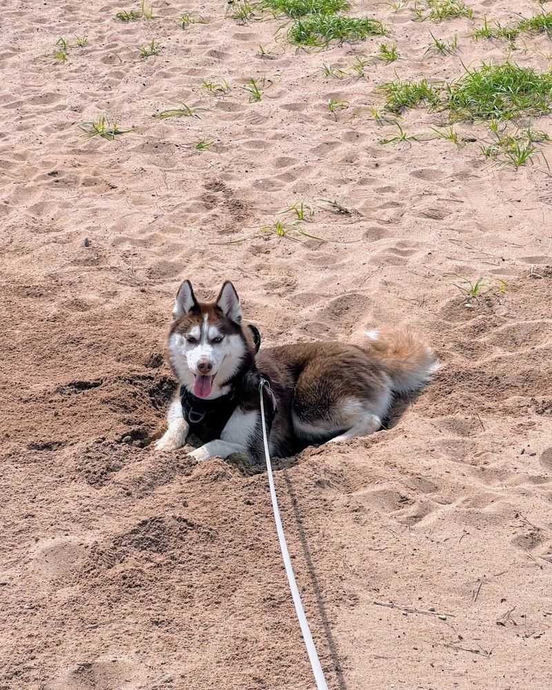 11 Dog Breeds That Love to Dig and Don't Mind Getting Their Paws Dirty