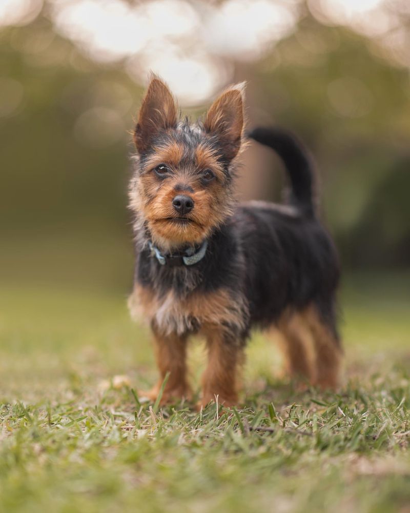 11 Dog Breeds That Love to Dig and Don't Mind Getting Their Paws Dirty