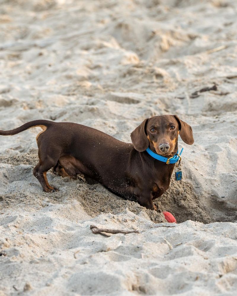 11 Dog Breeds That Love to Dig and Don't Mind Getting Their Paws Dirty