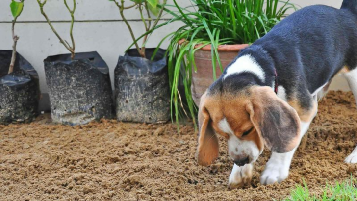 11 Dog Breeds That Love to Dig and Don’t Mind Getting Their Paws Dirty