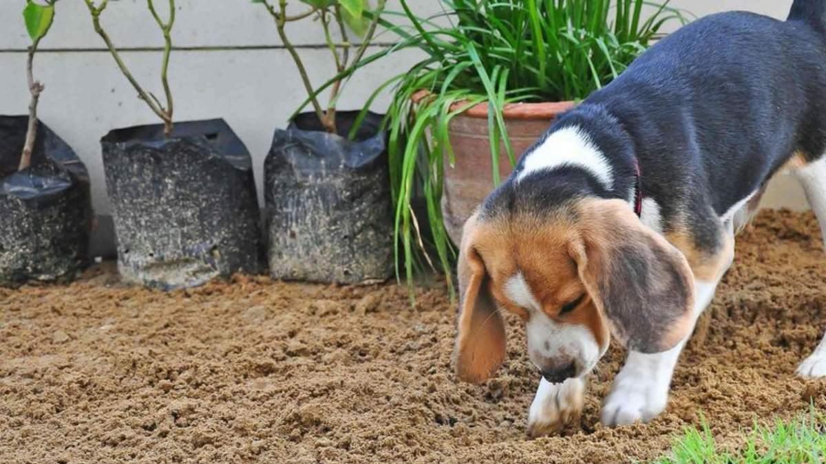 11 Dog Breeds That Love to Dig and Don't Mind Getting Their Paws Dirty