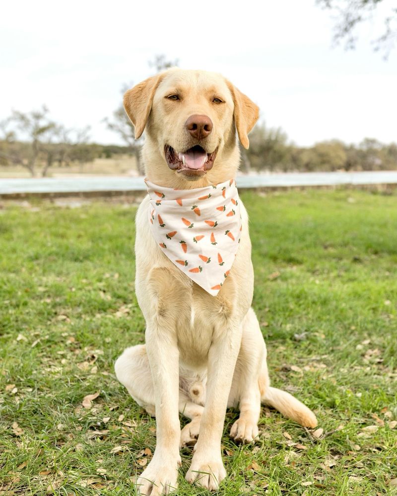 11 Things You Need to Know About a Dudley Labrador Before You Adopt One