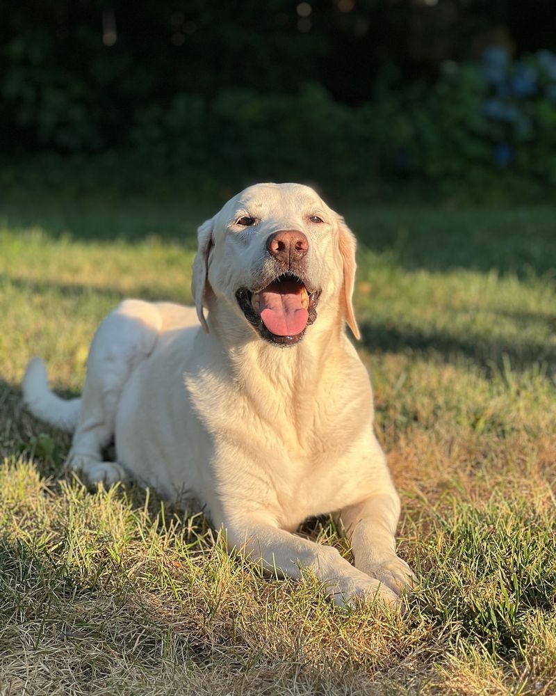 11 Things You Need to Know About a Dudley Labrador Before You Adopt One