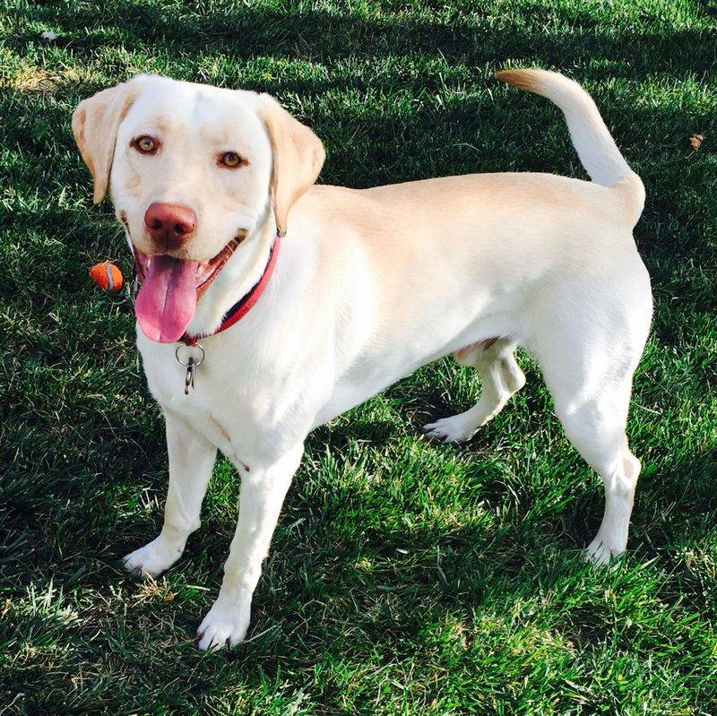 11 Things You Need to Know About a Dudley Labrador Before You Adopt One