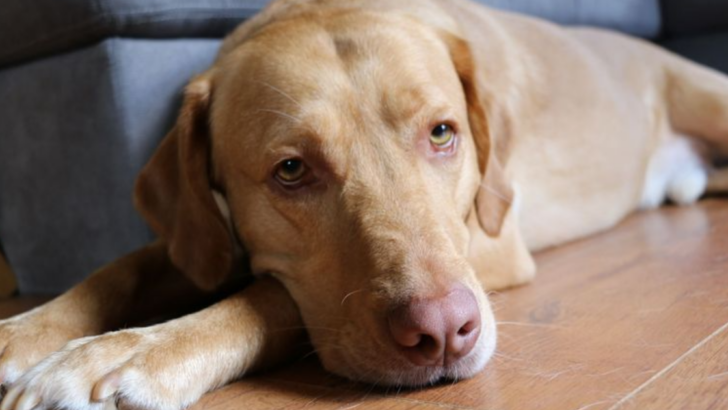 11 Things You Need to Know About a Dudley Labrador Before You Adopt One