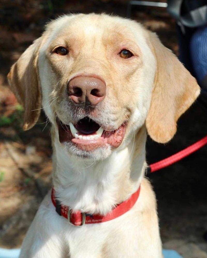 11 Things You Need to Know About a Dudley Labrador Before You Adopt One