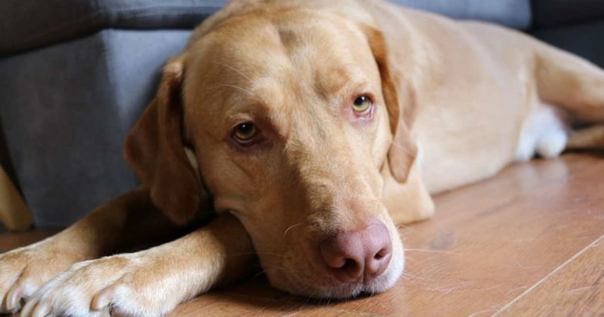 11 Things You Need to Know About a Dudley Labrador Before You Adopt One