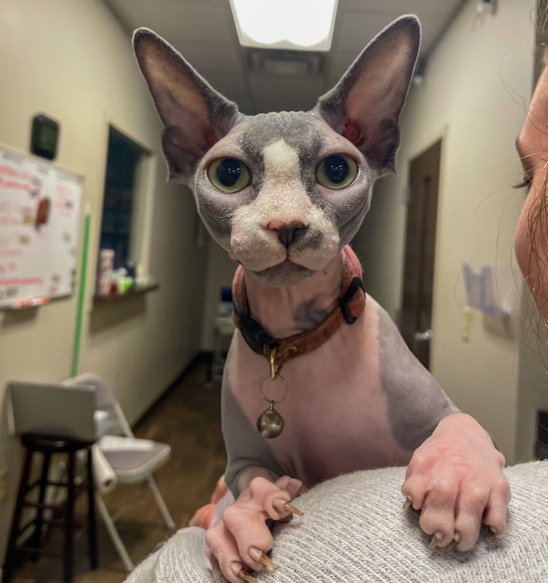 12 Defining Traits That Show Why Sphynx Cats Are So Fascinating