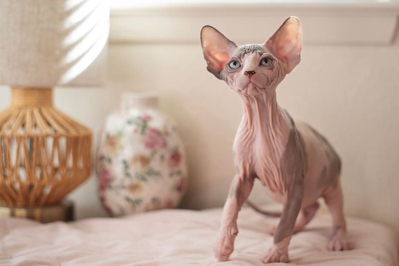 12 Defining Traits That Show Why Sphynx Cats Are So Fascinating