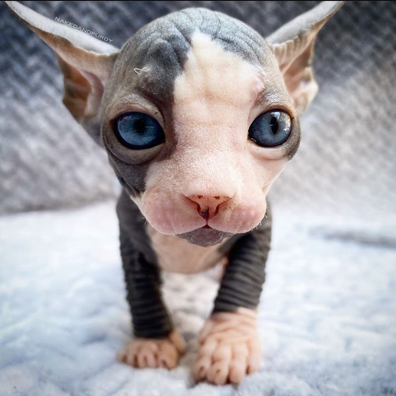 12 Defining Traits That Show Why Sphynx Cats Are So Fascinating