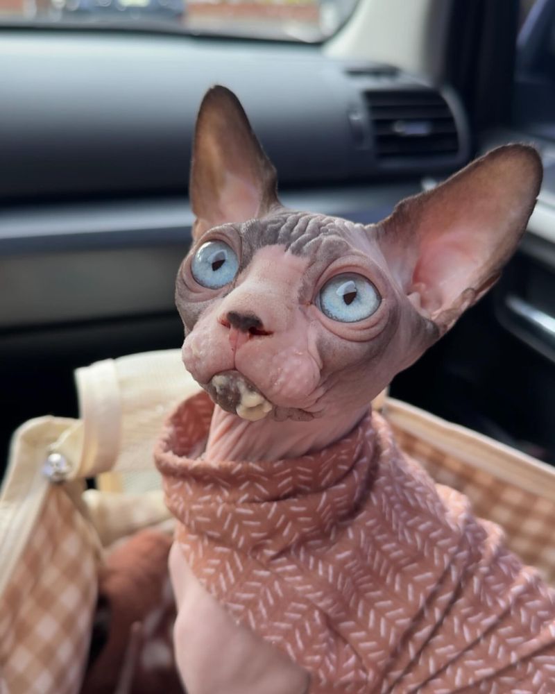 12 Defining Traits That Show Why Sphynx Cats Are So Fascinating