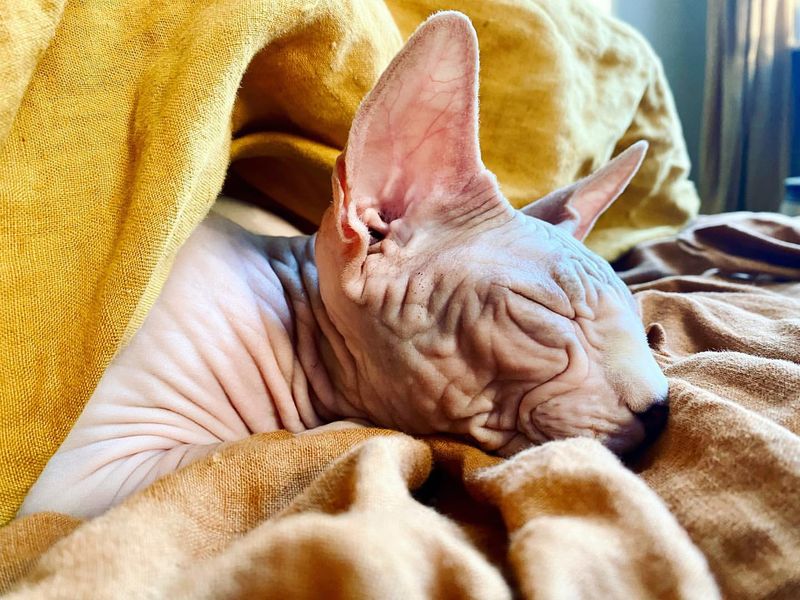 12 Defining Traits That Show Why Sphynx Cats Are So Fascinating