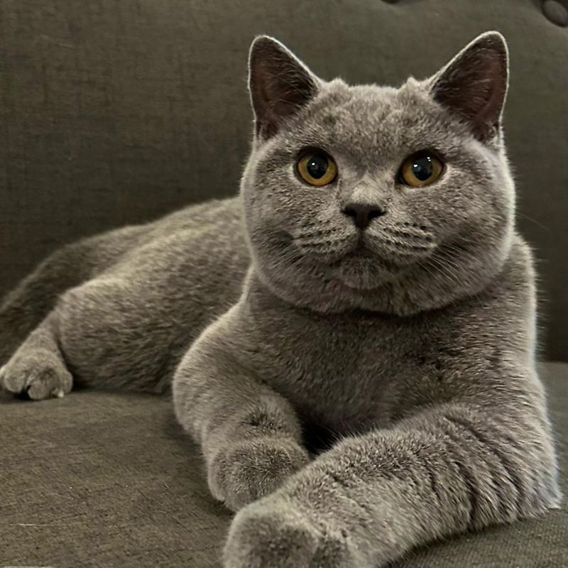 12 Endearing Quirks of British Shorthair Cats That Make Them Truly Unique