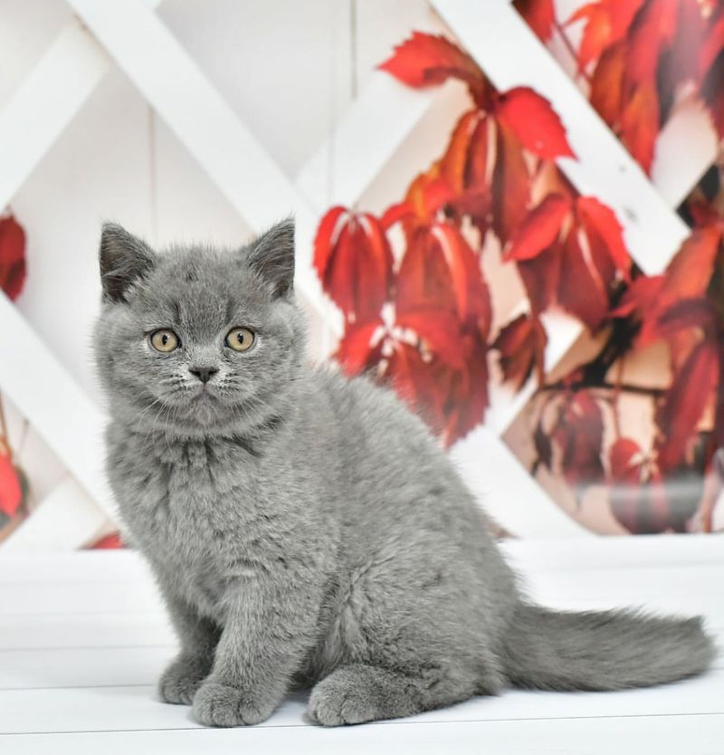 12 Endearing Quirks of British Shorthair Cats That Make Them Truly Unique