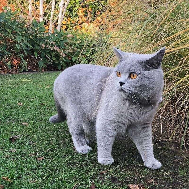 12 Endearing Quirks of British Shorthair Cats That Make Them Truly Unique