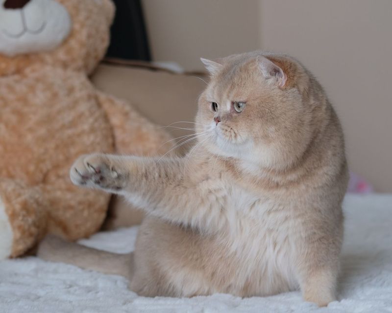 12 Endearing Quirks of British Shorthair Cats That Make Them Truly Unique