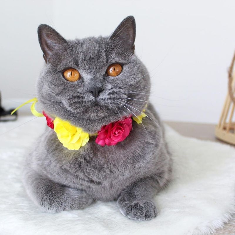 12 Endearing Quirks of British Shorthair Cats That Make Them Truly Unique