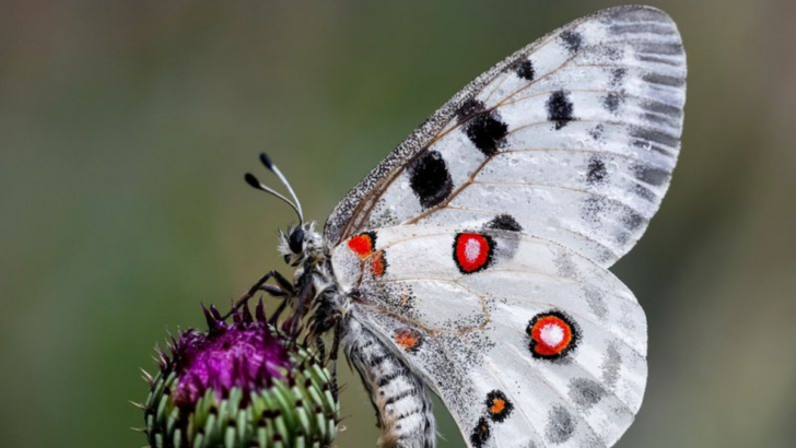 12 Extremely Rare Butterflies from Around the World That Redefine the Meaning of Beauty