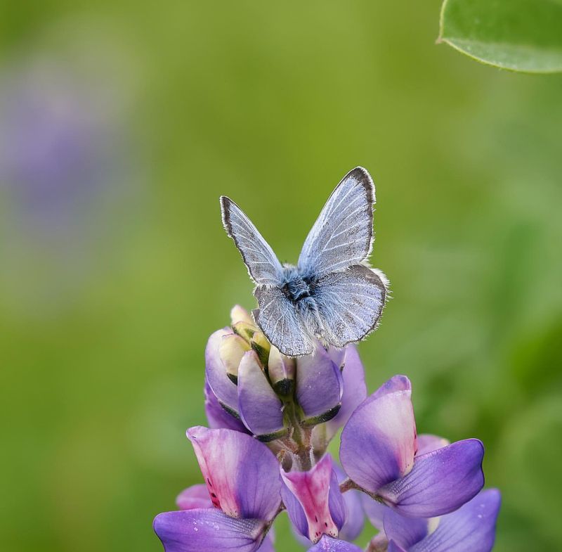 12 Extremely Rare Butterflies from Around the World That Redefine the Meaning of Beauty