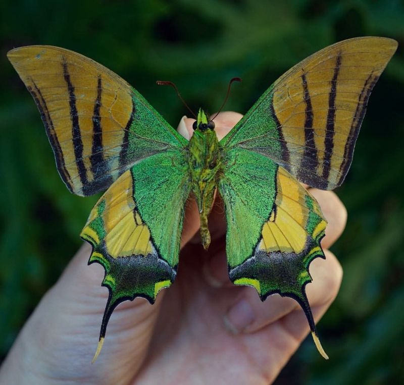 12 Extremely Rare Butterflies from Around the World That Redefine the Meaning of Beauty