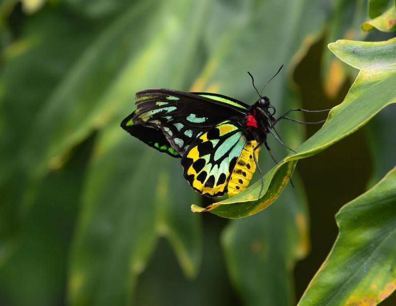 12 Extremely Rare Butterflies from Around the World That Redefine the Meaning of Beauty