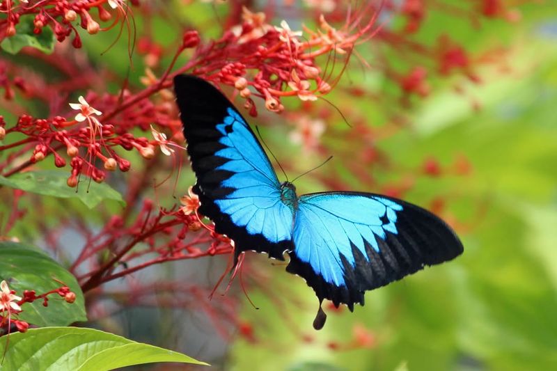 12 Extremely Rare Butterflies from Around the World That Redefine the Meaning of Beauty