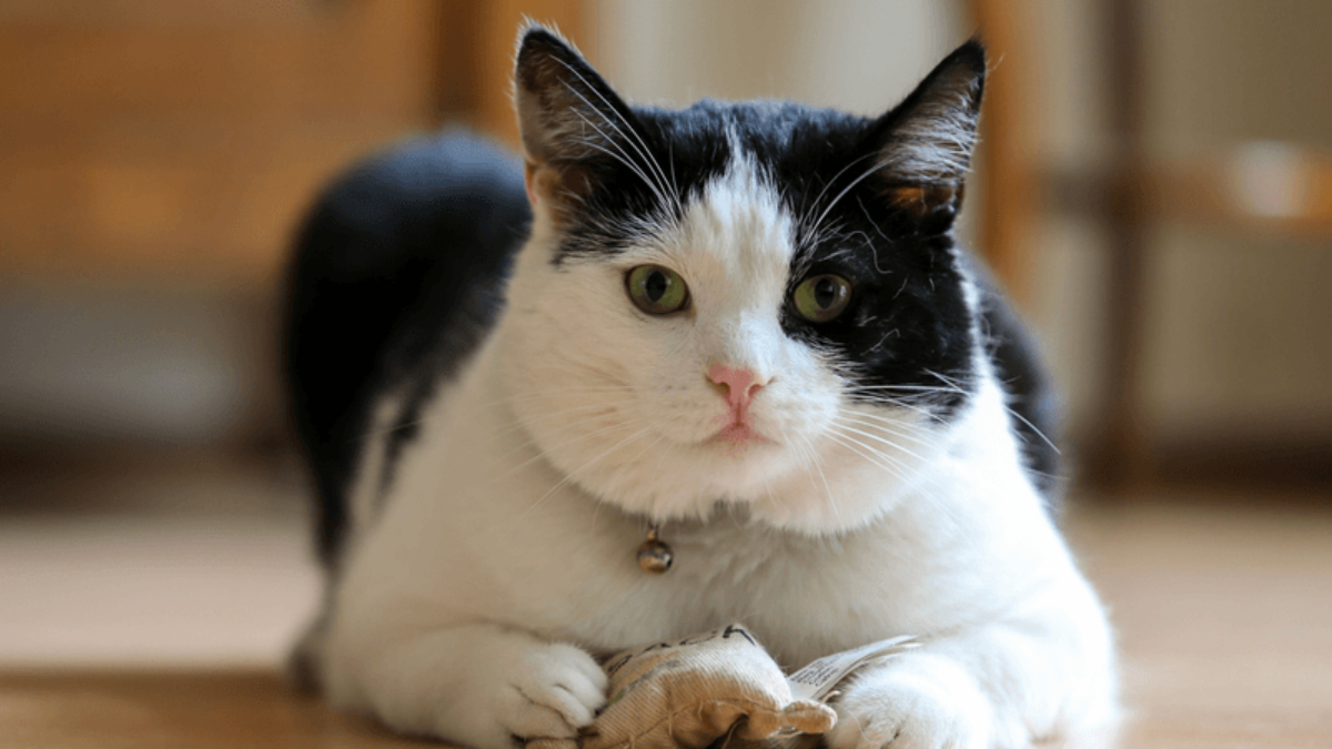 12 Fascinating and Unusual Facts You Probably Didn’t Know About Male Cats