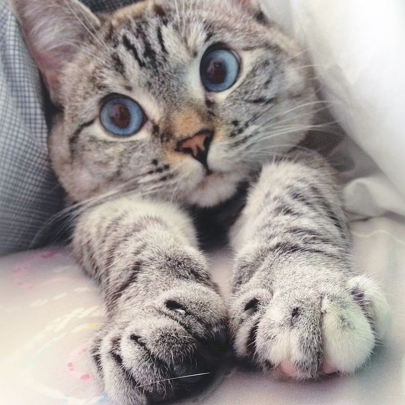 12 Fun Facts About Cat Paws That Will Make You Love Them Even More