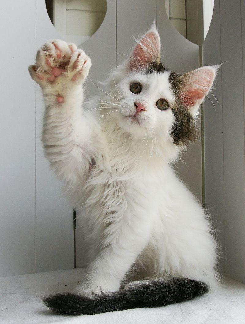 12 Fun Facts About Cat Paws That Will Make You Love Them Even More