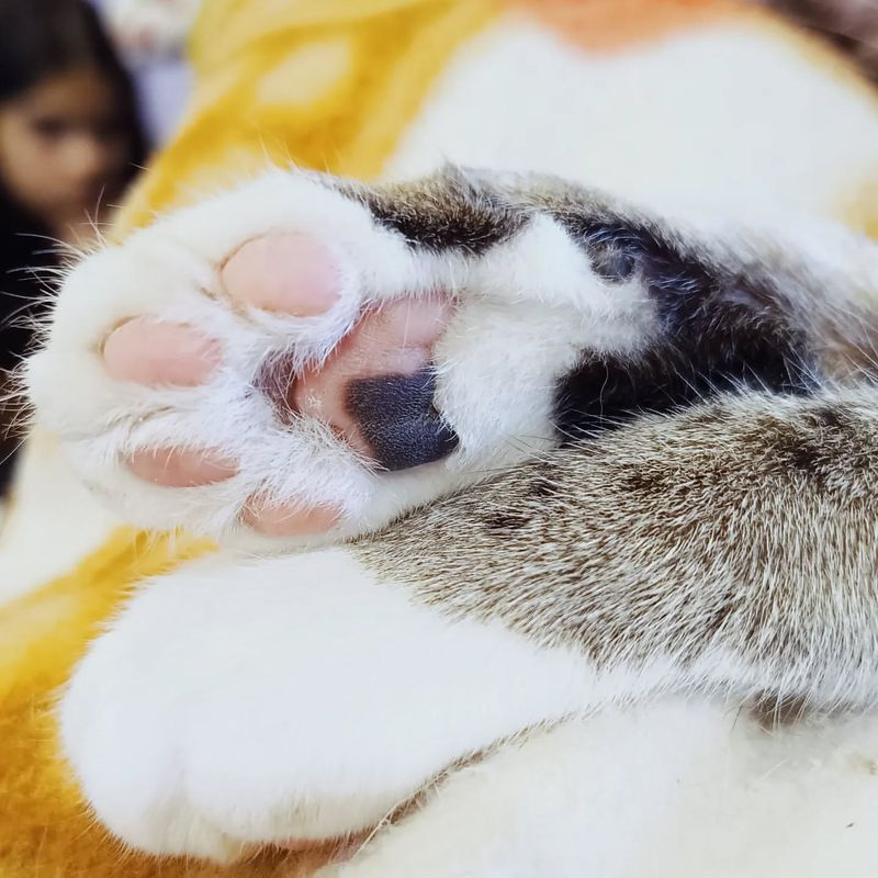 12 Fun Facts About Cat Paws That Will Make You Love Them Even More