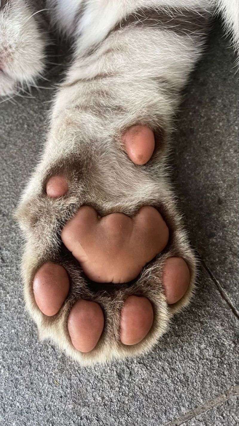 12 Fun Facts About Cat Paws That Will Make You Love Them Even More