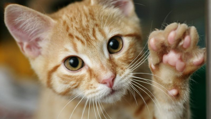 12 Fun Facts About Cat Paws That Will Make You Love Them Even More