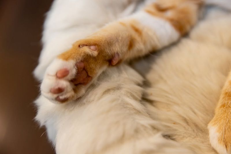 12 Fun Facts About Cat Paws That Will Make You Love Them Even More