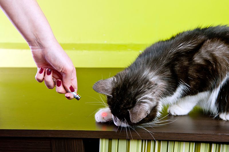 12 Fun Ways to Bond with Your New Cat and Go from Strangers to Besties