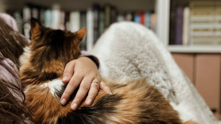 12 Fun Ways to Bond with Your New Cat and Go from Strangers to Besties