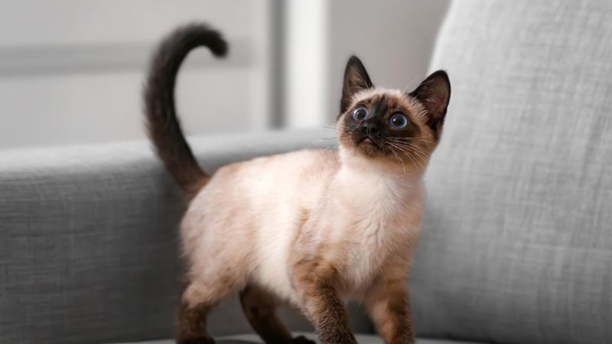 12 Intriguing Facts About Balinese Cats That Every Cat Lover Should Know