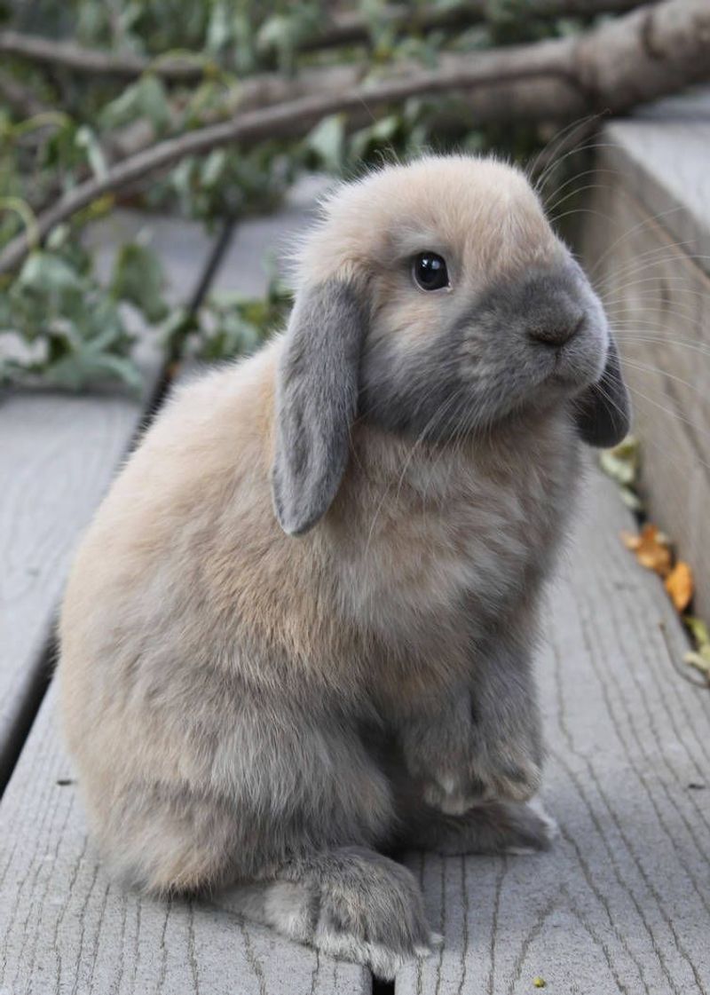 12 Irresistible Reasons to Make a Rabbit Your Next Pet