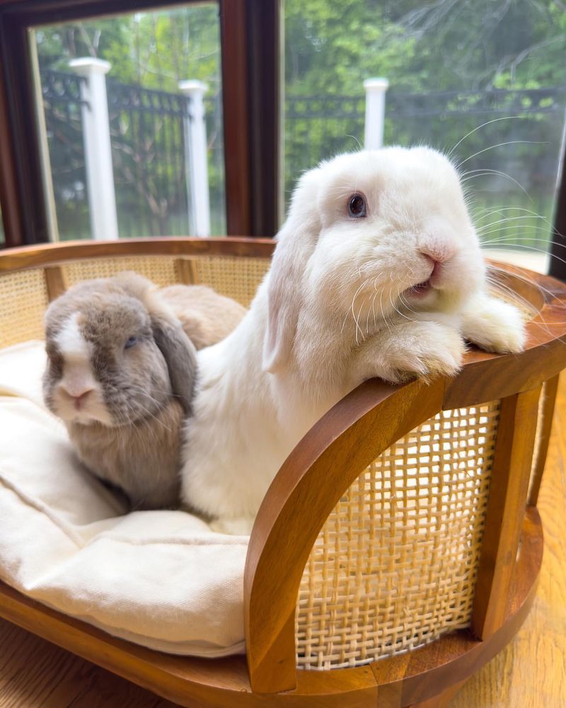 12 Irresistible Reasons to Make a Rabbit Your Next Pet