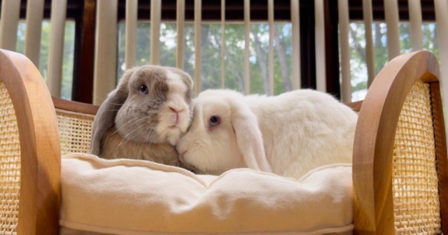 12 Irresistible Reasons to Make a Rabbit Your Next Pet