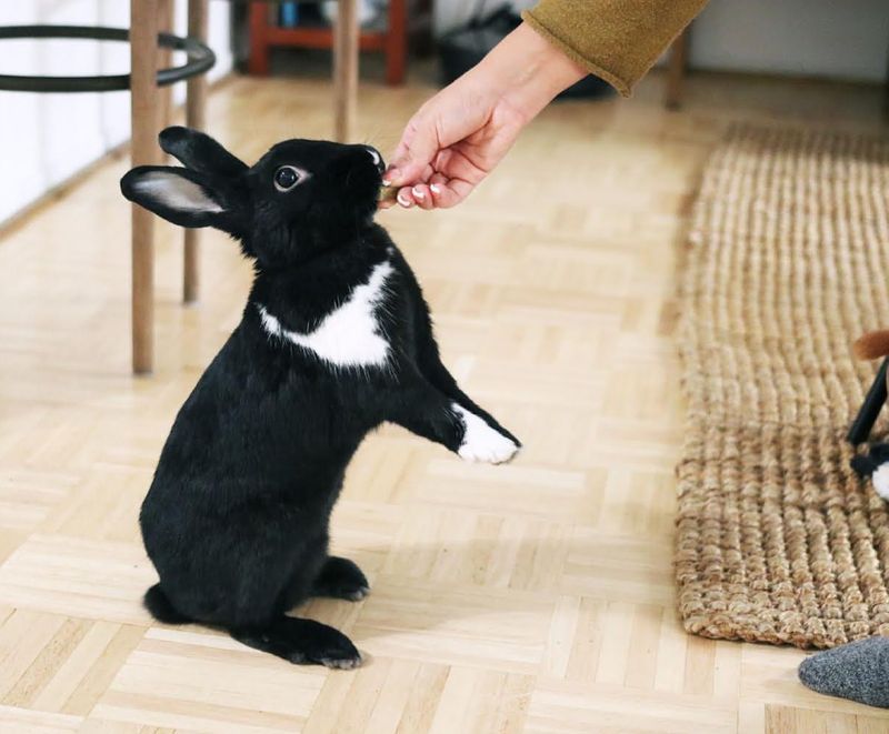 12 Irresistible Reasons to Make a Rabbit Your Next Pet