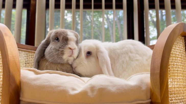 12 Irresistible Reasons to Make a Rabbit Your Next Pet