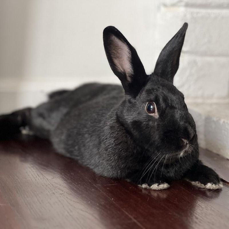 12 Irresistible Reasons to Make a Rabbit Your Next Pet