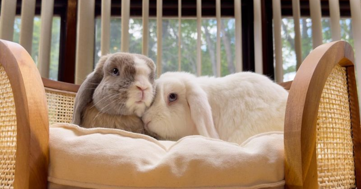 12 Irresistible Reasons to Make a Rabbit Your Next Pet